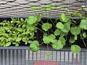 Kinder haben Kräuter in ihrer Kita gepflanzt.